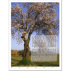 "Your Photo" Ketubah Example #20